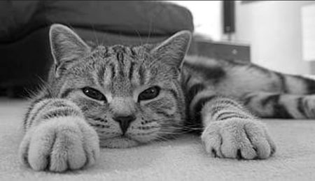 مجھ کو میسر نہیں اچھا کوئی اپنے جیسا
عقل والوں سےکروں غصہ، تو غصہ ہوتے ہیں 🖤✨