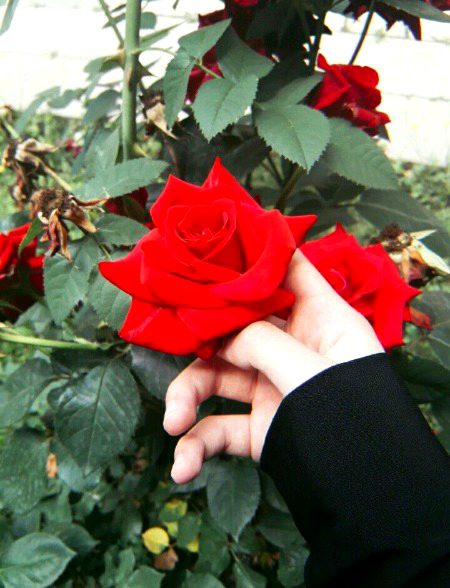 Beautiful Nature image