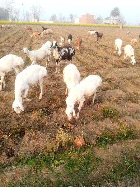 Beautiful Nature image