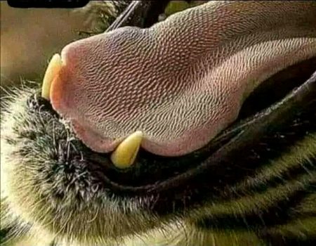 شیر کی زبان میں نظر آنے والے یہ چھوٹے چھوٹے کانٹے جنھیں پیپلی کہتے ہیں شیر کو شکار کی کھال اتارنے میں مدد دیتے ہیں یہ ایک تیز دھار خنجر کی مانند ہوتے ہیں ان کی وجہ سے شیر کی زبان اس قدر تیز ہوتی ہے کہ انسانی جسم پر اس کی ہلکی سی رگڑ انسان کے گوشت کو ایزیلی اس کی ہڈیوں سے جدا کر سکتی ہے ۔۔۔۔
یہ لڑکیوں کی زبان کے بعد دنیا کی دوسری خطر ناک ترین زبان مانی جاتی ہے ۔۔۔!!!