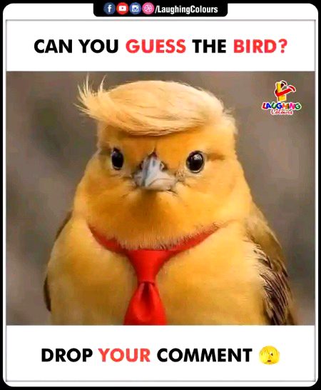 Memes & Satire image