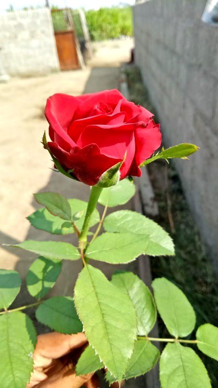 Beautiful Nature image