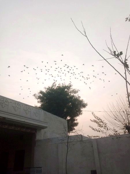 Ye prindon ki azad prwazy hmy b myyasr Hoti ....😔