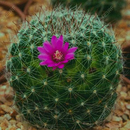Today Evening Purchase New Cactus Flowering Plant (Lowest Rates, Khan Nursery)
Post By:Shehzad4544