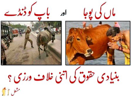 Memes & Satire image