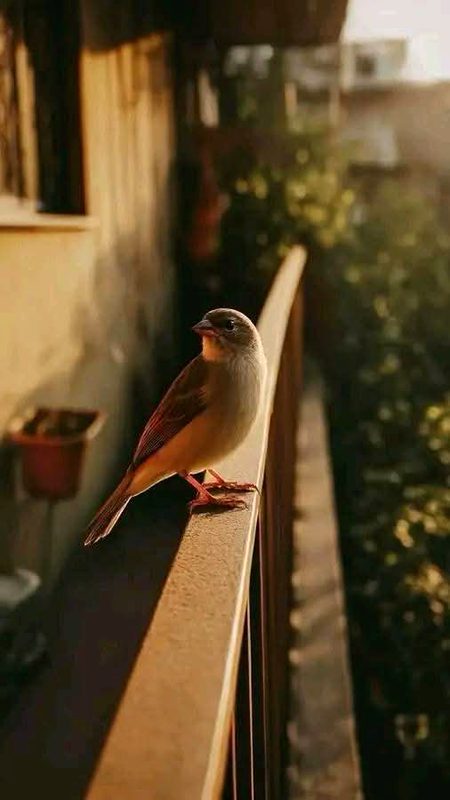 ||•🖤🦋🌼•||
پرندے ان کھڑکیوں کو نہیں بھولتے جنہوں نے ان کے لیے گندم بکھیر دی تھی۔ اسی طرح دل ان الفاظ کو نہیں بھولتے جن سے ان کی بہاریں کھلیں۔ی🌸🥀