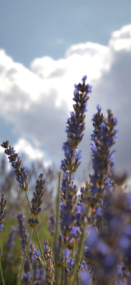 Beautiful Nature image