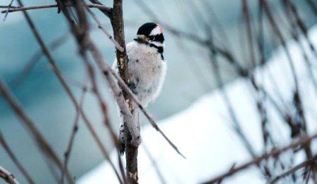 تیرا خیال جب آیا تو یوں ہوا محسوس
قفس سے اڑ کے پرندہ شجر پہ جا بیٹھا