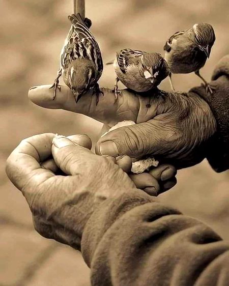 ہَم خُود ہی اُتر آئے تِيرے' دستِ طلب پر
ہم جِیسے پَرندوں نے کِدھر جَانا تھا آخر ؟