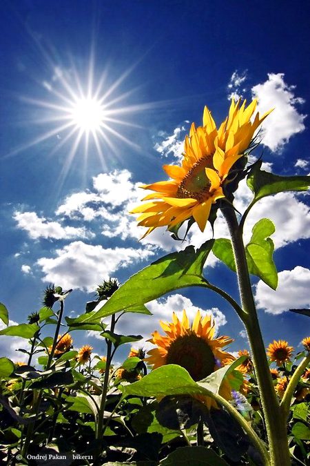 Beautiful Nature image
