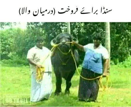 Memes & Satire image