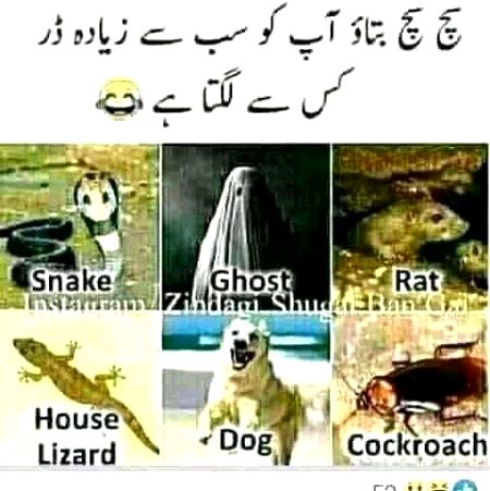 Sub cheezon sy🙄🙄🙄