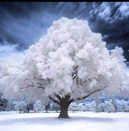 Infrared shot of a tree in Salt Lake City, Utah.