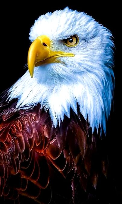 Whenever I find the key to success, someone changes the lock
🖤