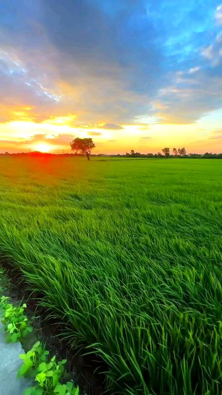 Beautiful Nature image