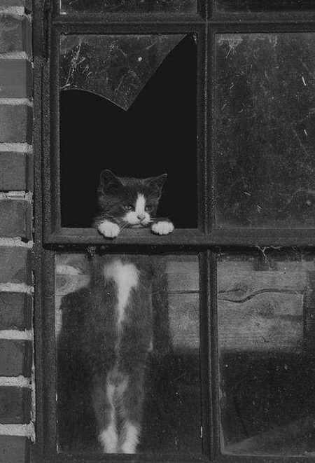 حالات ہیں کہ سنورنے کا نام نہیں لے رہے...
اور ایک سر کا درد ہے ، جو دردِ سر بنا بیٹھا ہے🖤