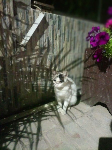 meri mano billi bht shreef ha🥀