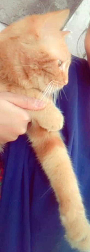 My Cat Sonu...💖💕