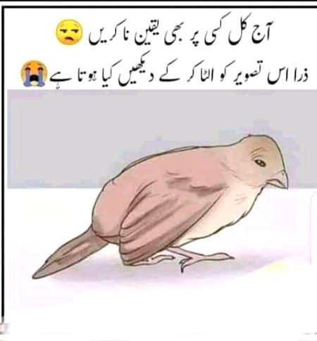Kiya hoa ..🤭🤭