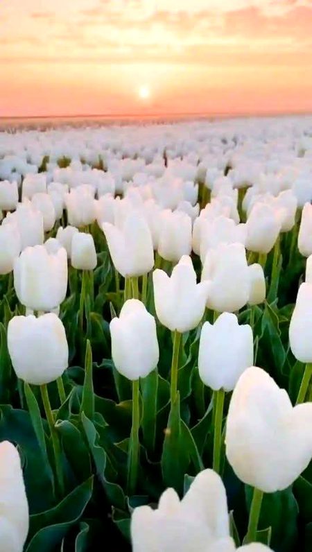 میں تو یوں چُپ ہوں کہ اندر سے بہت خالی ہوں
اور یہ لوگ پُر اسرار سمجھتے ہیں مجھے