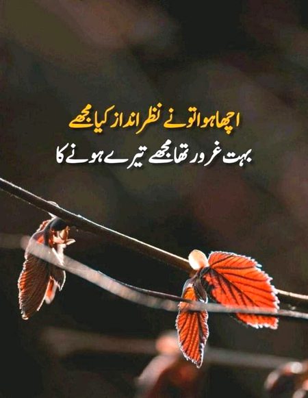 🌹 merijan-16 🌹