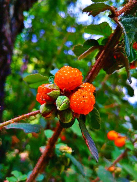 Beautiful Nature image