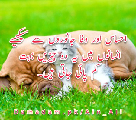 🐐___🌺🌺🌺___