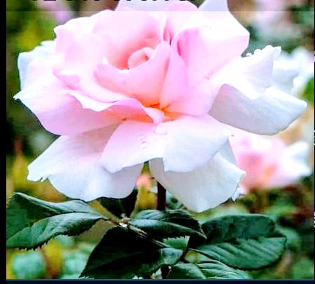 Beautiful Nature image