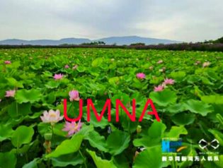 Beautiful and Amazing Garden Flowers picture of chaina