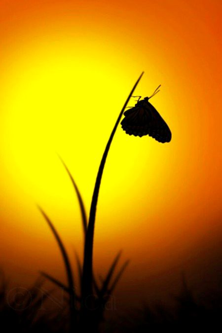 Beautiful Nature image