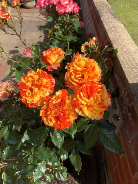 Beautiful Nature image