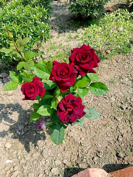 Beautiful Nature image