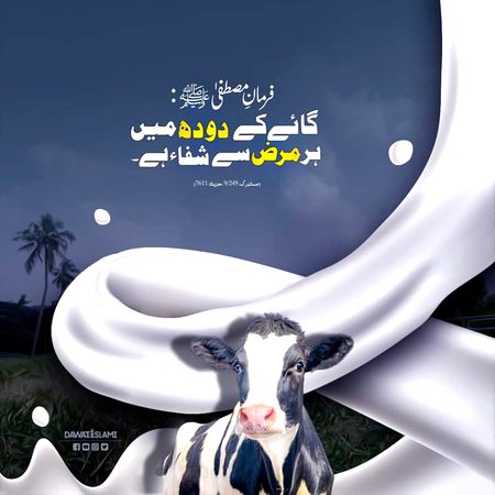 گائے کے دودھ میں شفاء