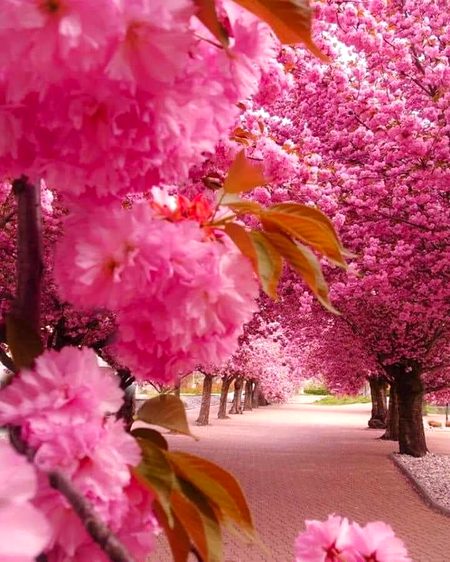 Beautiful Nature image