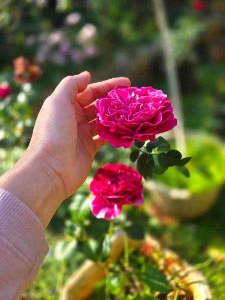 اک تو اس شہر میں پہلے ہی محبت کم ہے
اور یہاں پھول بھی تقسیم نہیں کرتا کوئی!!
میں نہ کہتا تھا ، میسر نہ ہوا کر سب کو
اب گلہ ہے تجھے، تعظیم نہیں کرتا کوئی۔۔