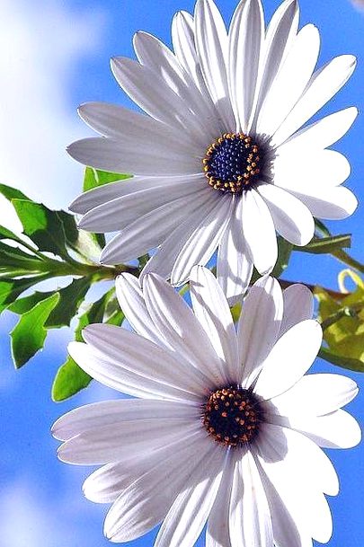 Beautiful Nature image