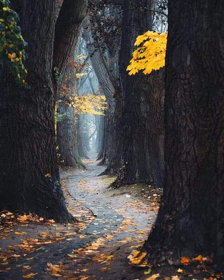 Beautiful Nature image