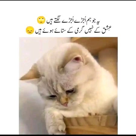 Jokes image