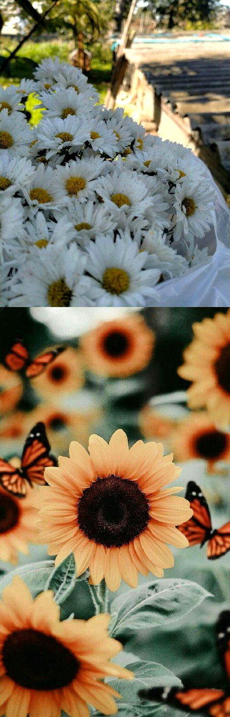 Beautiful Nature image