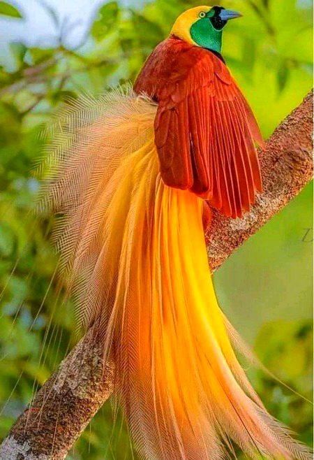 Beautiful Nature image