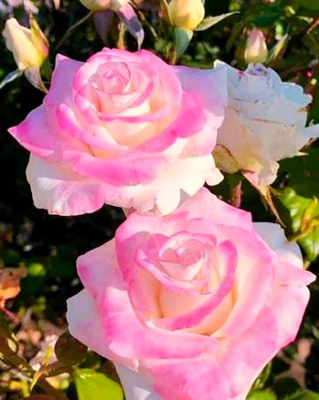 Beautiful Nature image