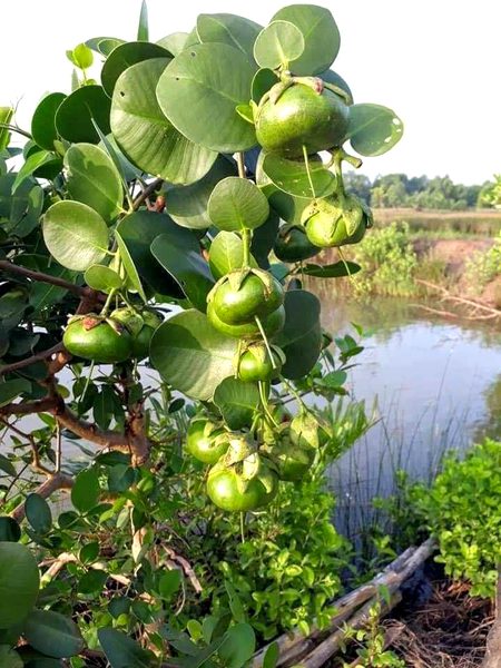 Beautiful Nature image