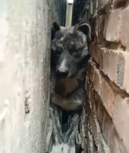 Dog Ko Bhi Yehi Jagah Mili Thi Phansny Ky Liye.