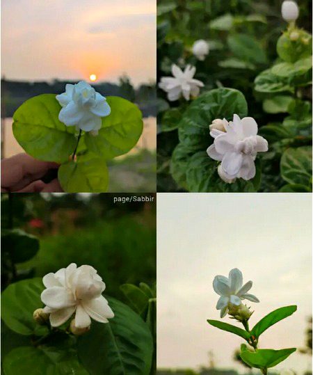 Beautiful Nature image