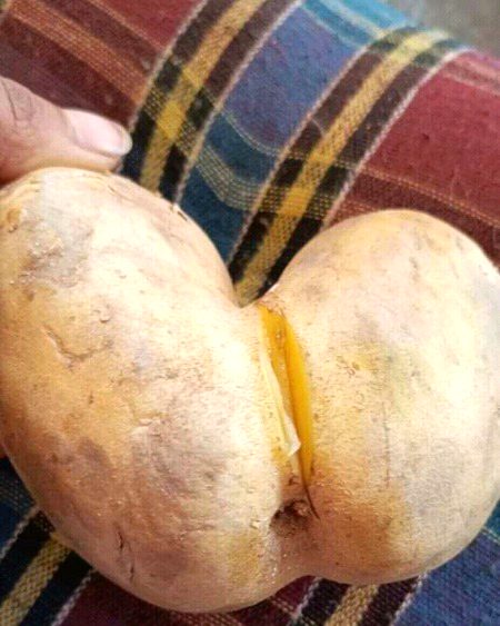 aloo h