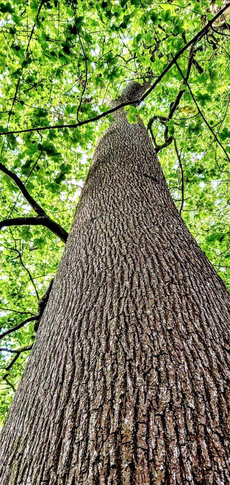 Beautiful Nature image