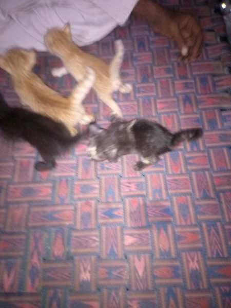 Beautiful Nature image