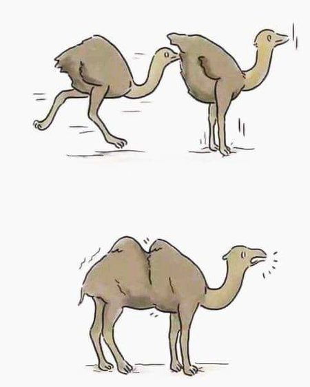 Origin of camel. Millennials may not understand