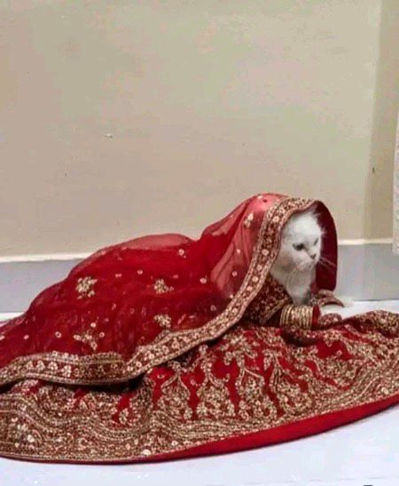 ہم پھل کا ویٹ کر رہے ہیں اگر ہمارے صبر کی سبزی ہوئی توو🙄🤧🤧