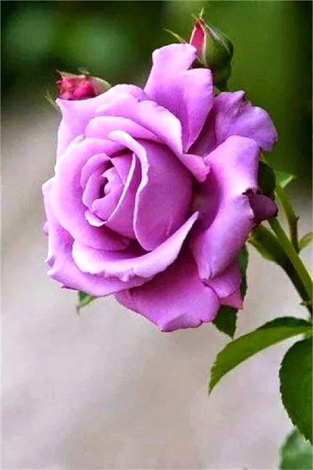 Beautiful Nature image